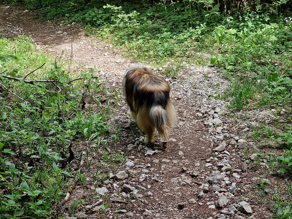 Slika je vidna v Google Chromu.
