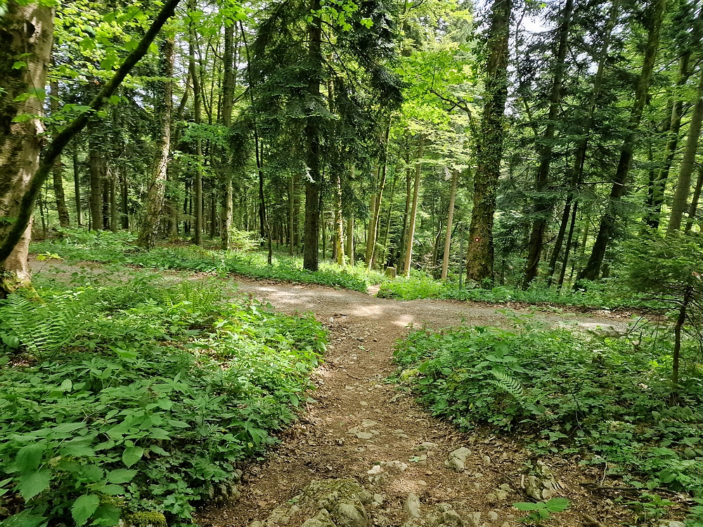 Slika je vidna v Google Chromu.