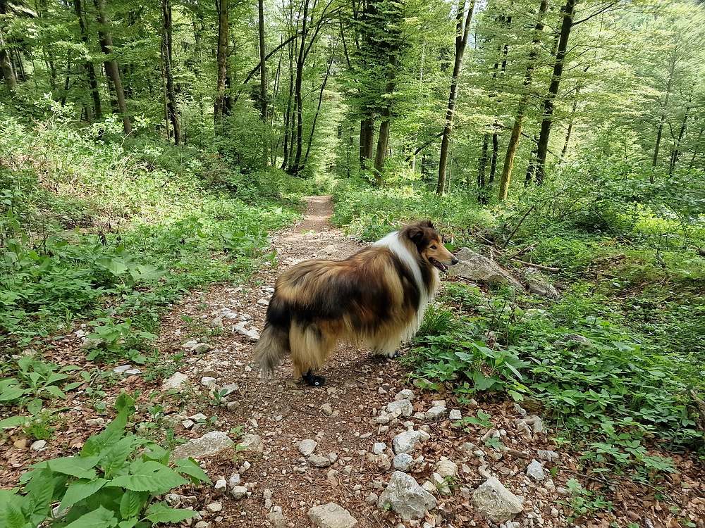 Slika je vidna v Google Chromu.