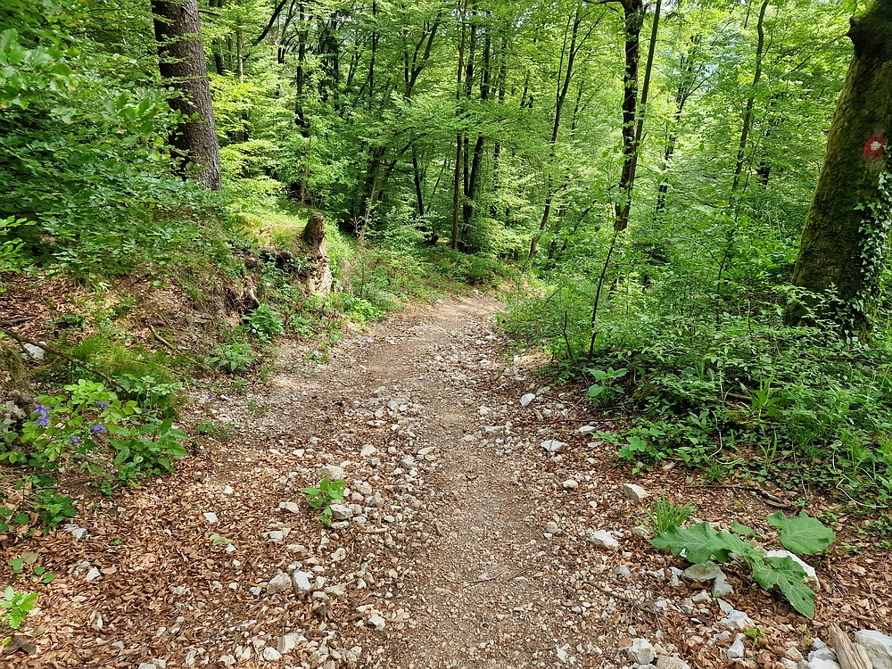 Slika je vidna v Google Chromu.