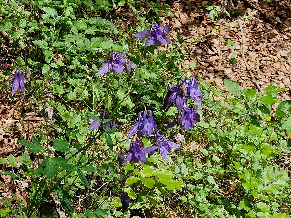 Slika je vidna v Google Chromu.