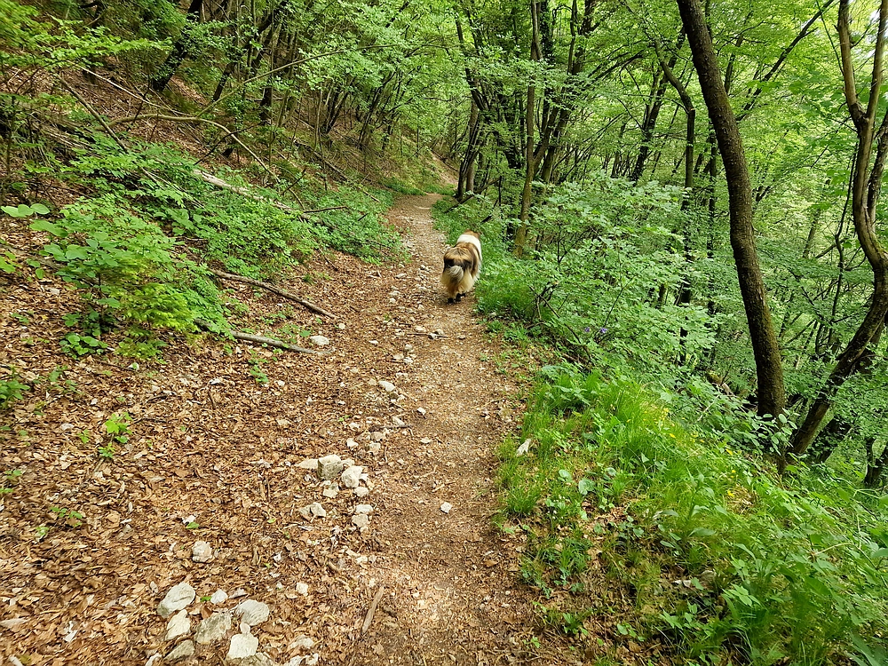 Slika je vidna v Google Chromu.