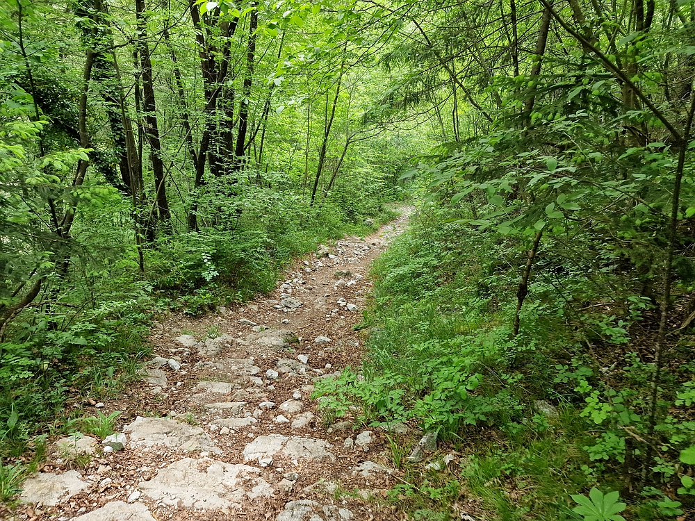 Slika je vidna v Google Chromu.