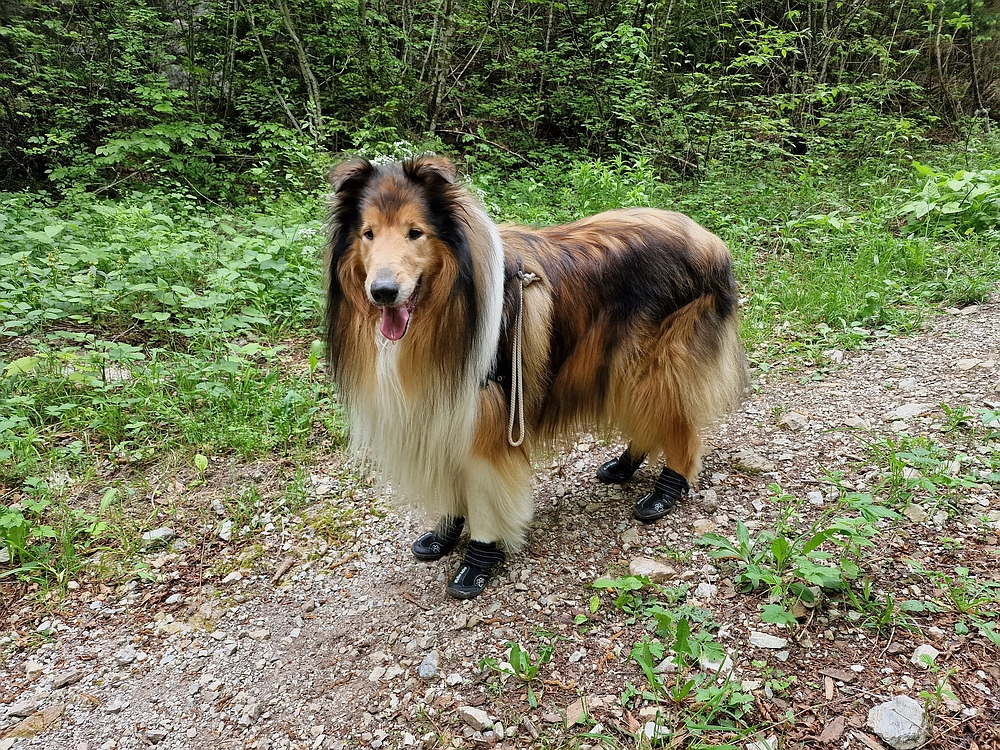Slika je vidna v Google Chromu.