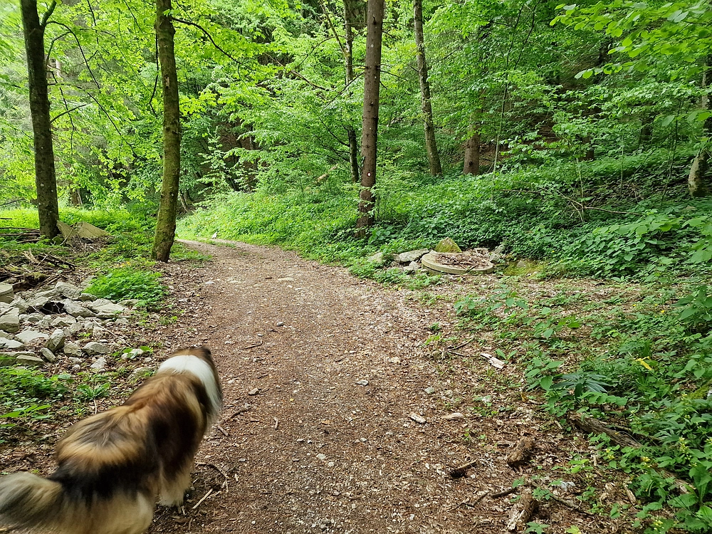 Slika je vidna v Google Chromu.