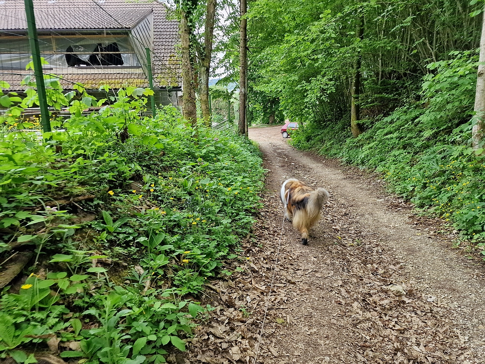 Slika je vidna v Google Chromu.