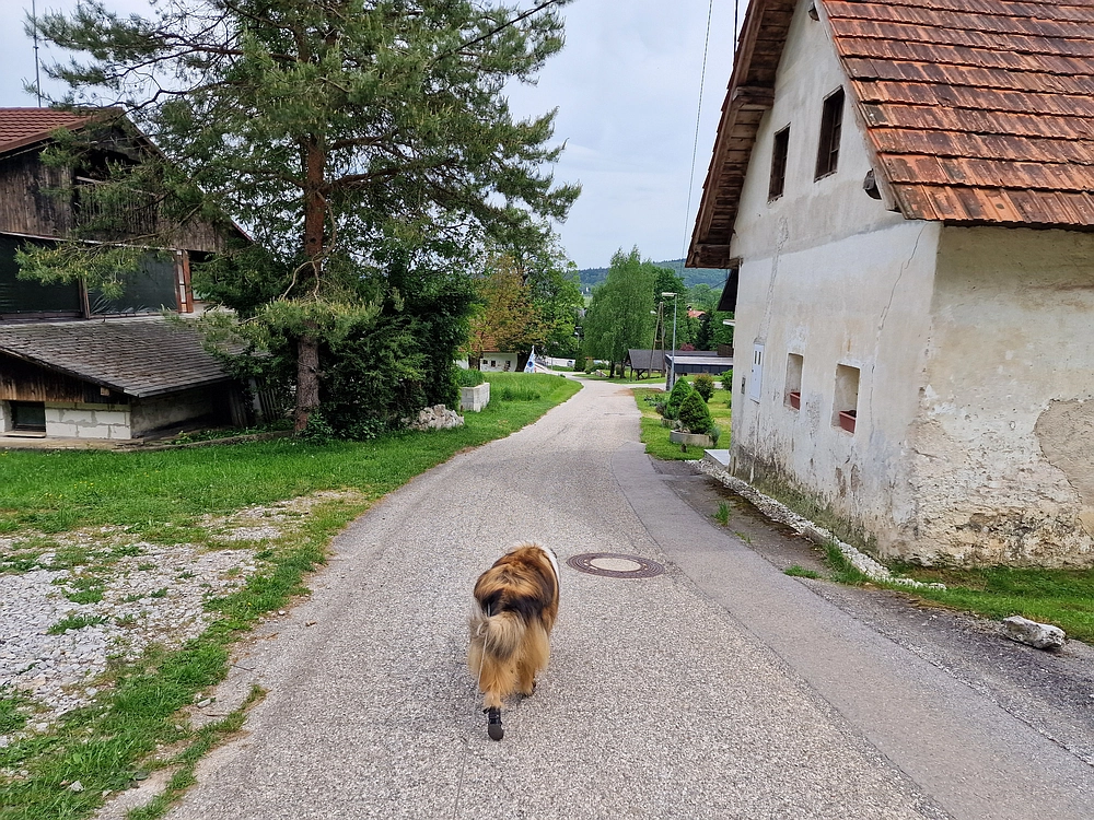 Slika je vidna v Google Chromu.