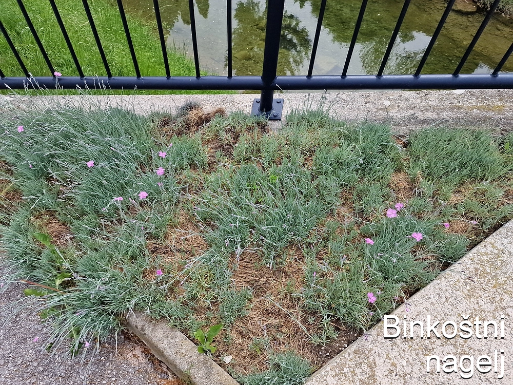 Slika je vidna v Google Chromu.