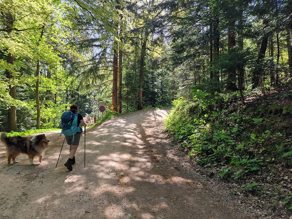 Slika je vidna v Google Chromu.