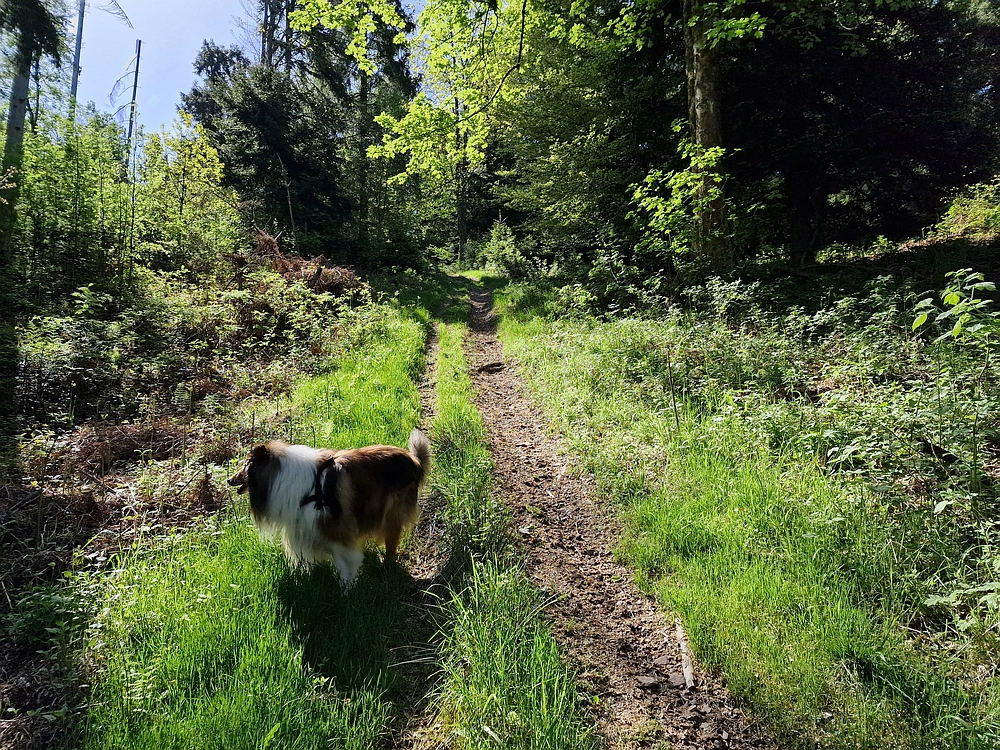 Slika je vidna v Google Chromu.