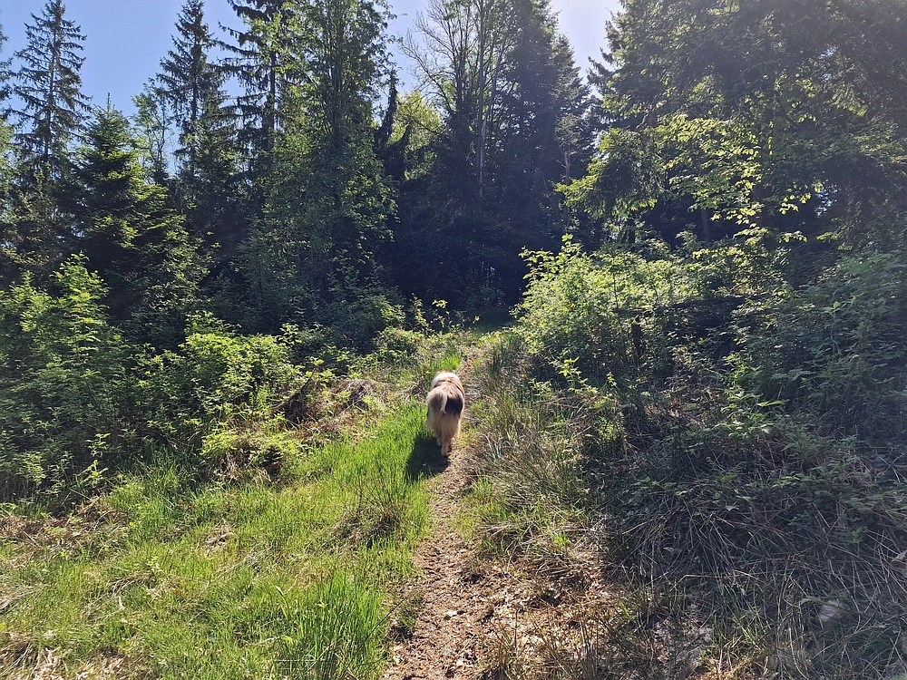 Slika je vidna v Google Chromu.