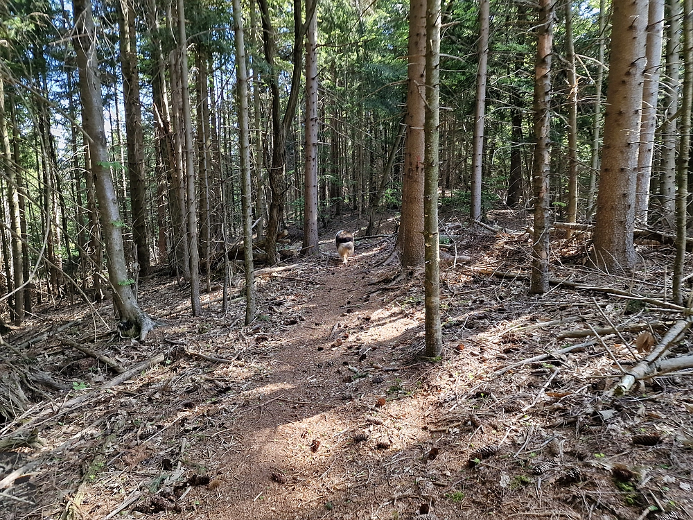 Slika je vidna v Google Chromu.