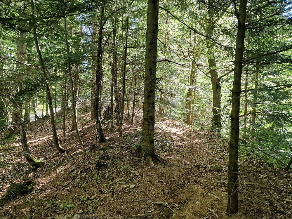 Slika je vidna v Google Chromu.