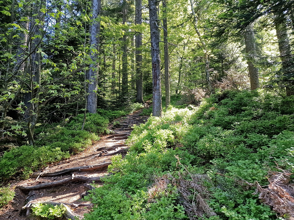 Slika je vidna v Google Chromu.