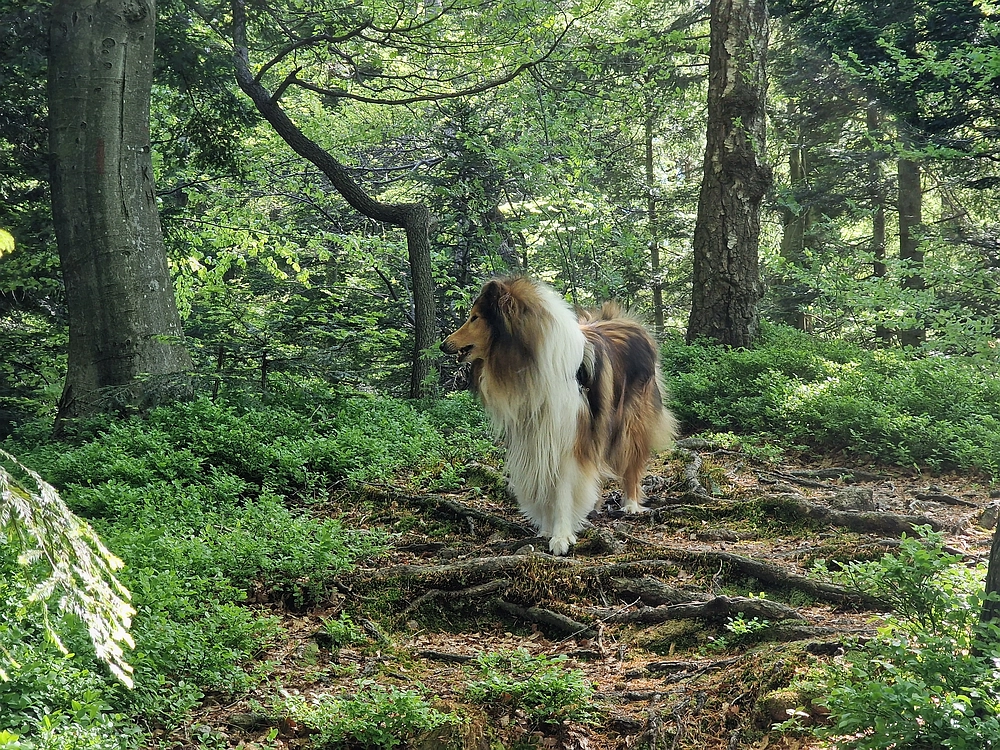 Slika je vidna v Google Chromu.