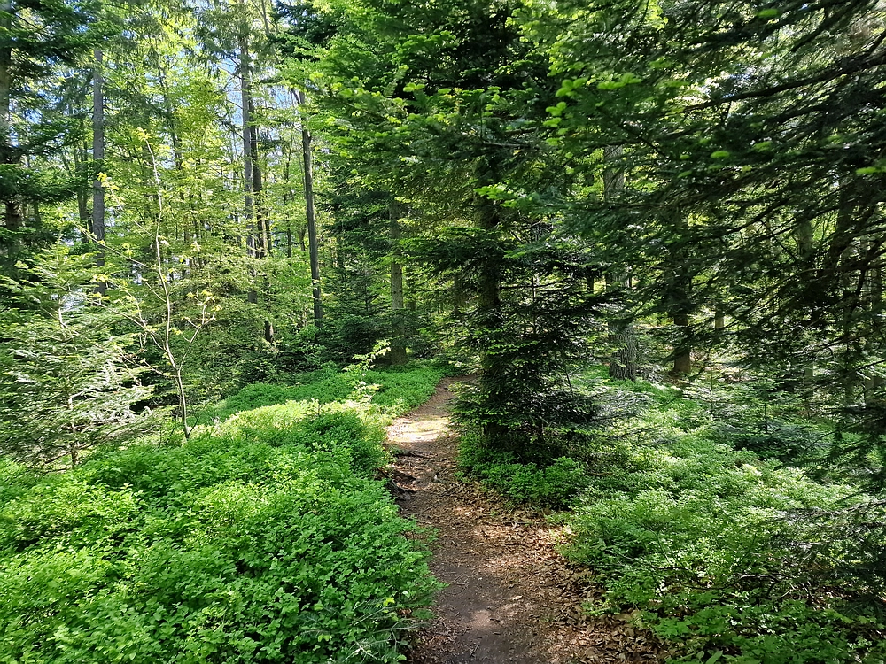 Slika je vidna v Google Chromu.