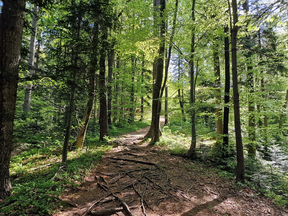 Slika je vidna v Google Chromu.