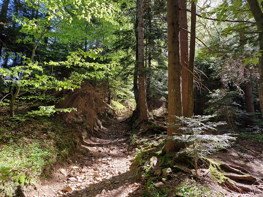 Slika je vidna v Google Chromu.