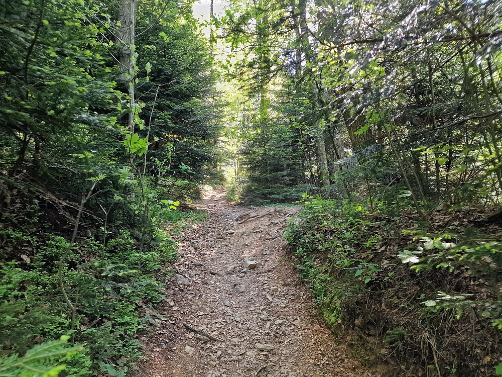 Slika je vidna v Google Chromu.