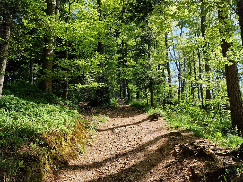 Slika je vidna v Google Chromu.