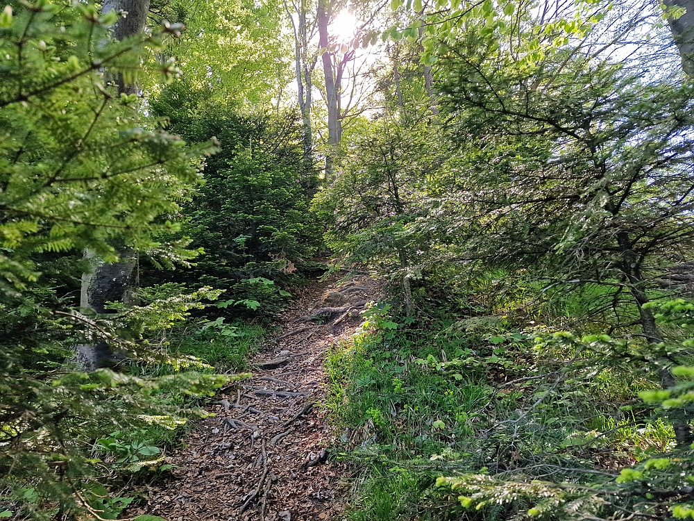 Slika je vidna v Google Chromu.