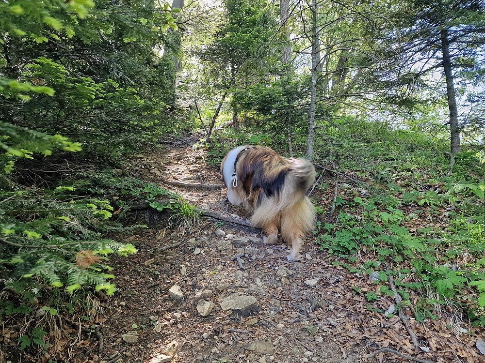 Slika je vidna v Google Chromu.