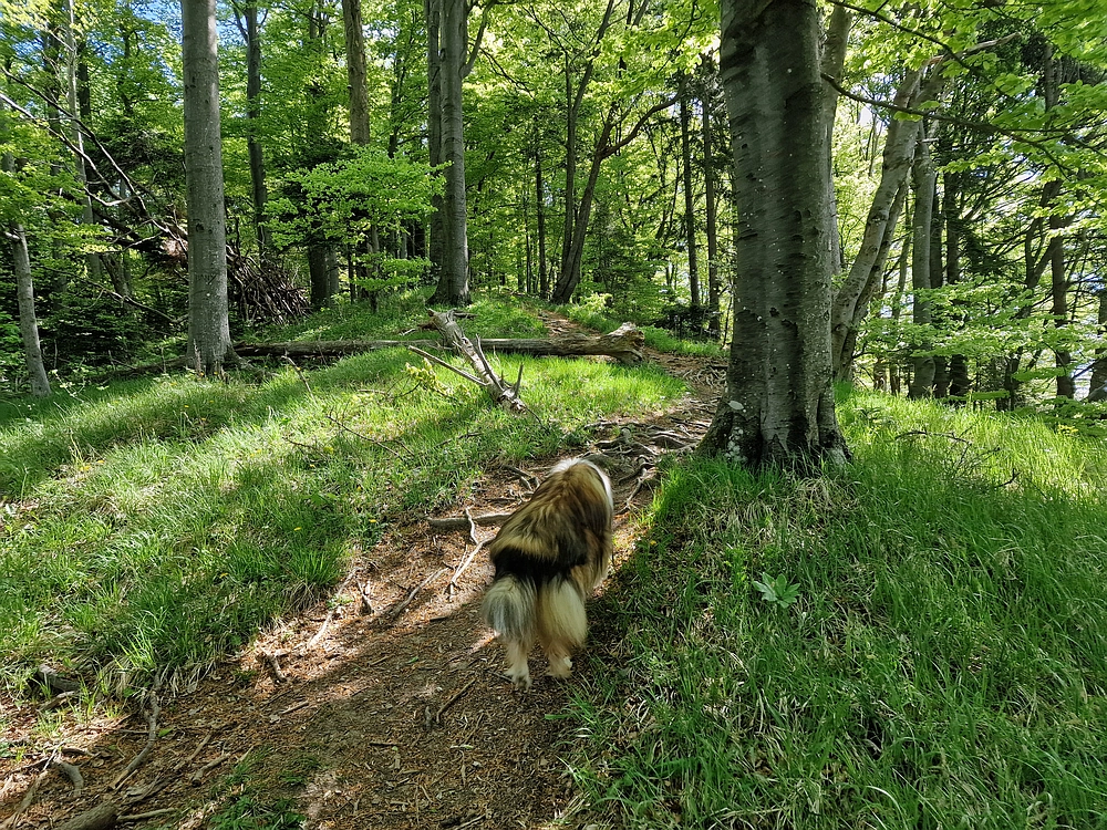 Slika je vidna v Google Chromu.