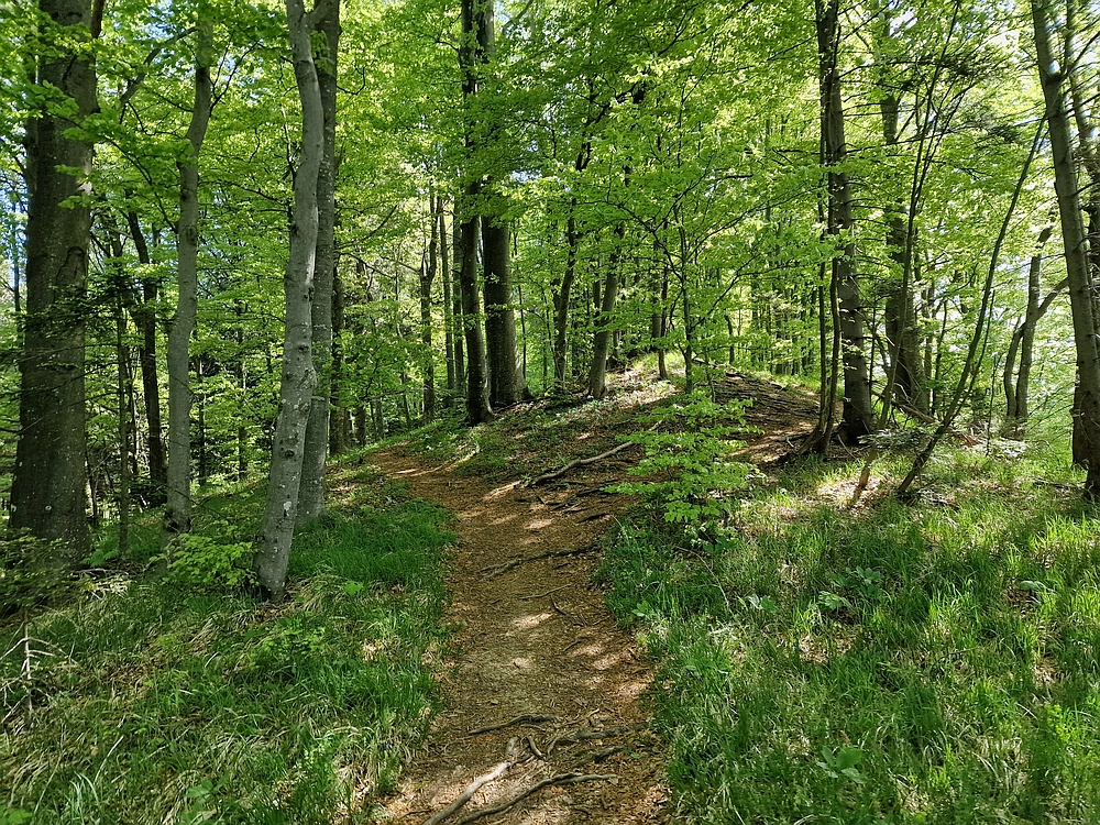 Slika je vidna v Google Chromu.