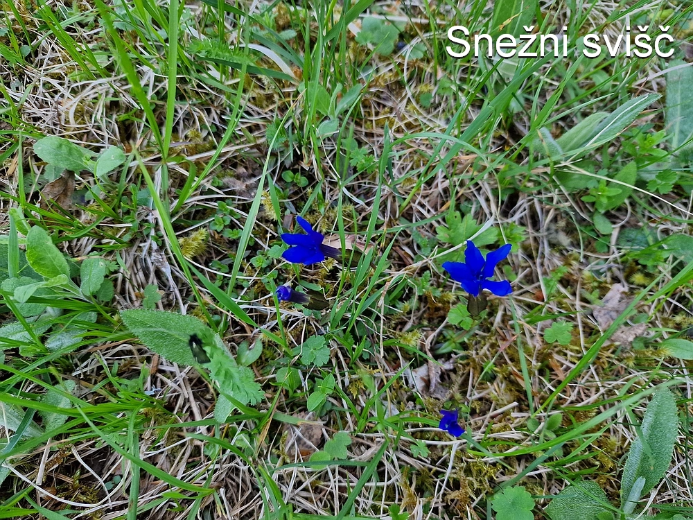 Slika je vidna v Google Chromu.