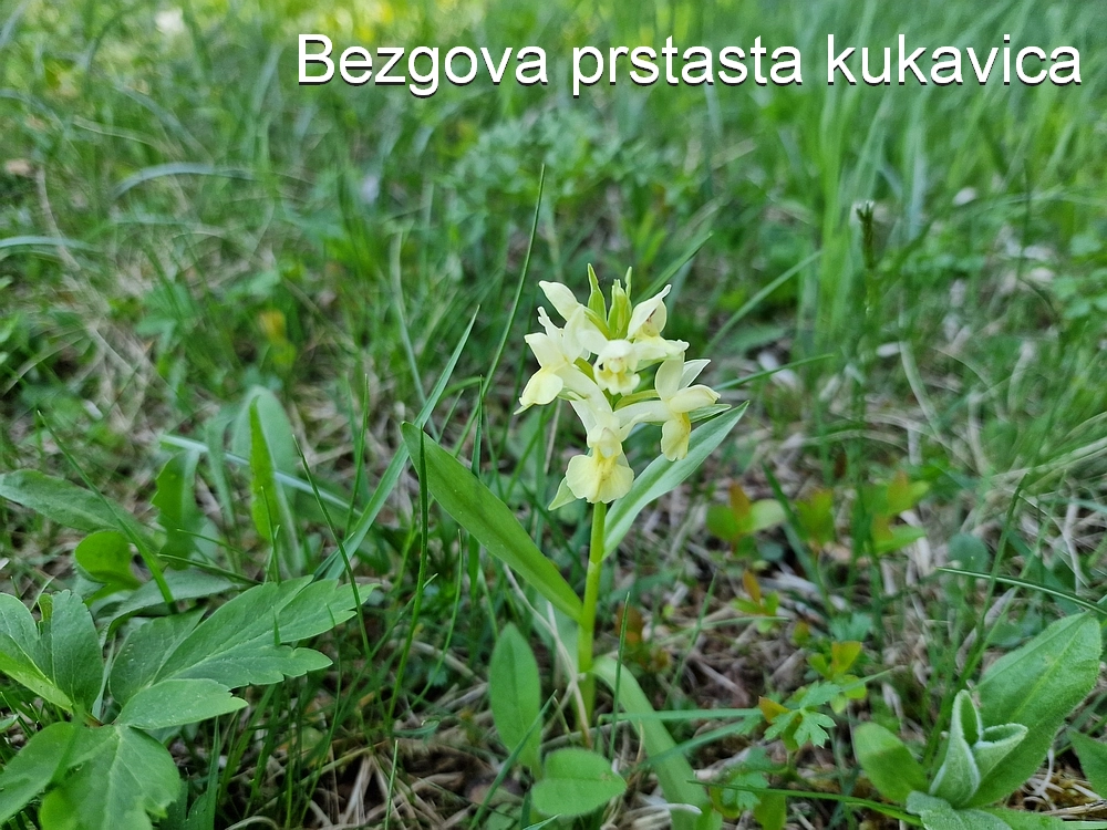 Slika je vidna v Google Chromu.