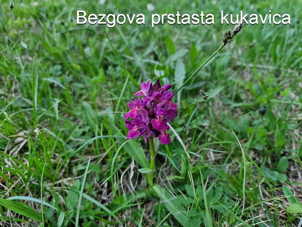 Slika je vidna v Google Chromu.