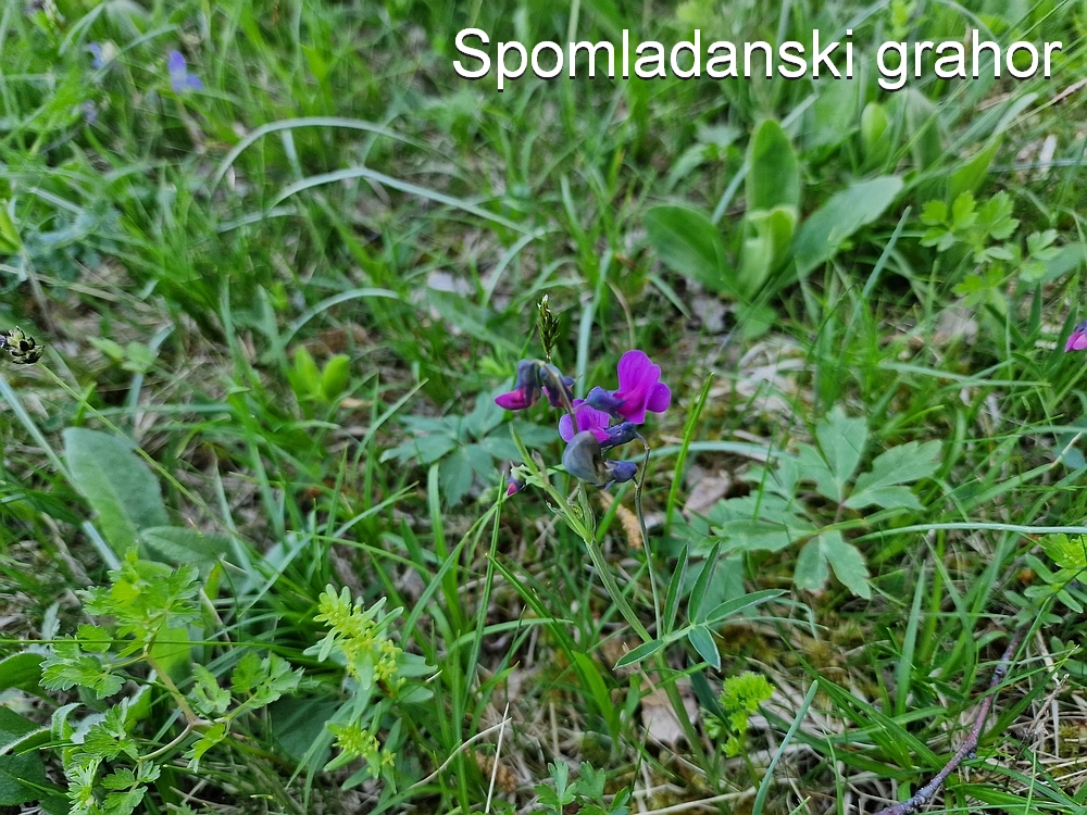 Slika je vidna v Google Chromu.