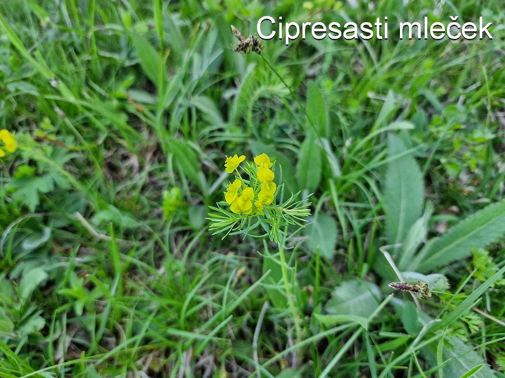 Slika je vidna v Google Chromu.