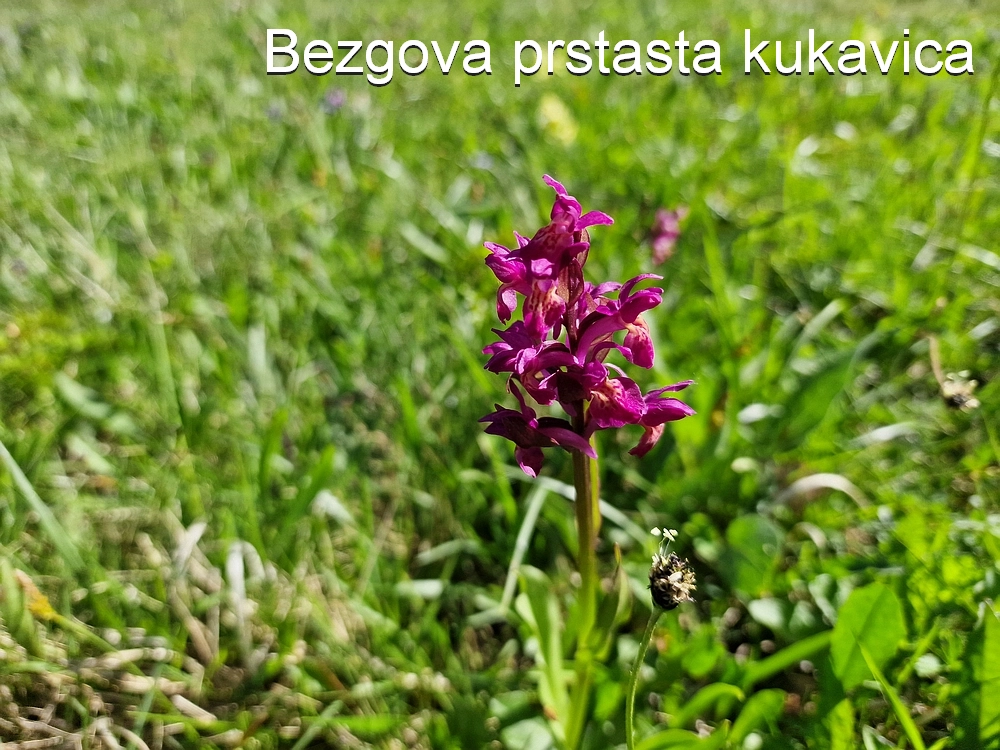 Slika je vidna v Google Chromu.