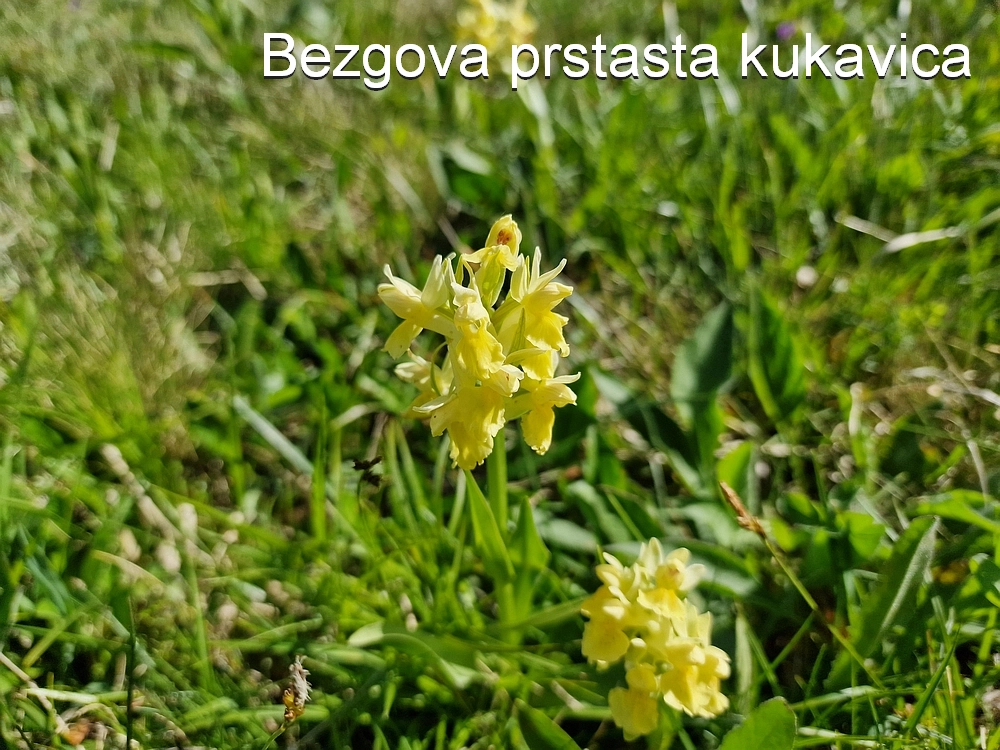 Slika je vidna v Google Chromu.