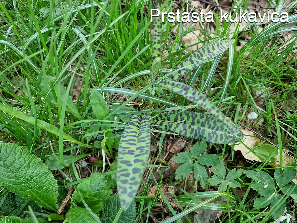 Slika je vidna v Google Chromu.