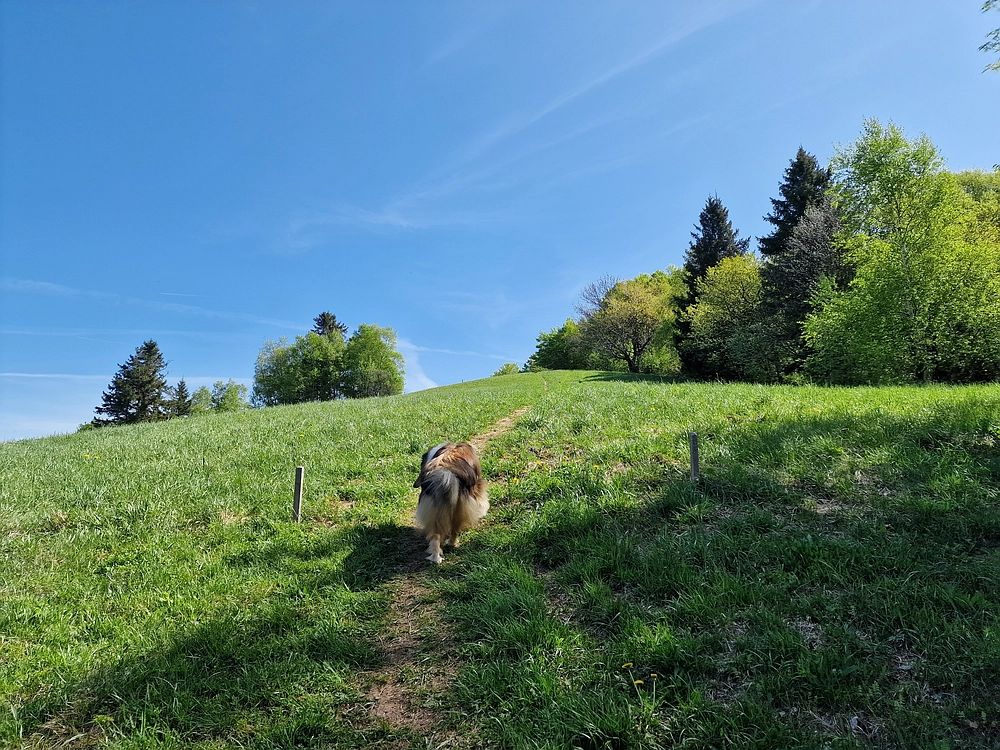 Slika je vidna v Google Chromu.