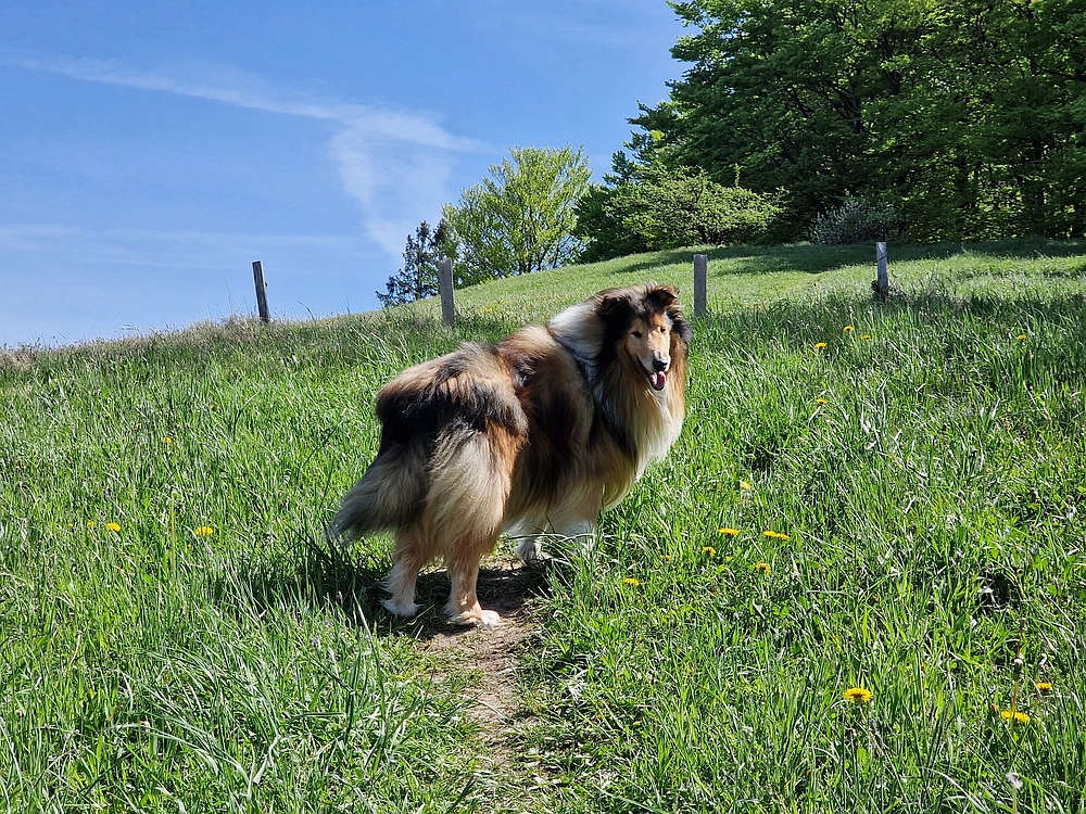 Slika je vidna v Google Chromu.