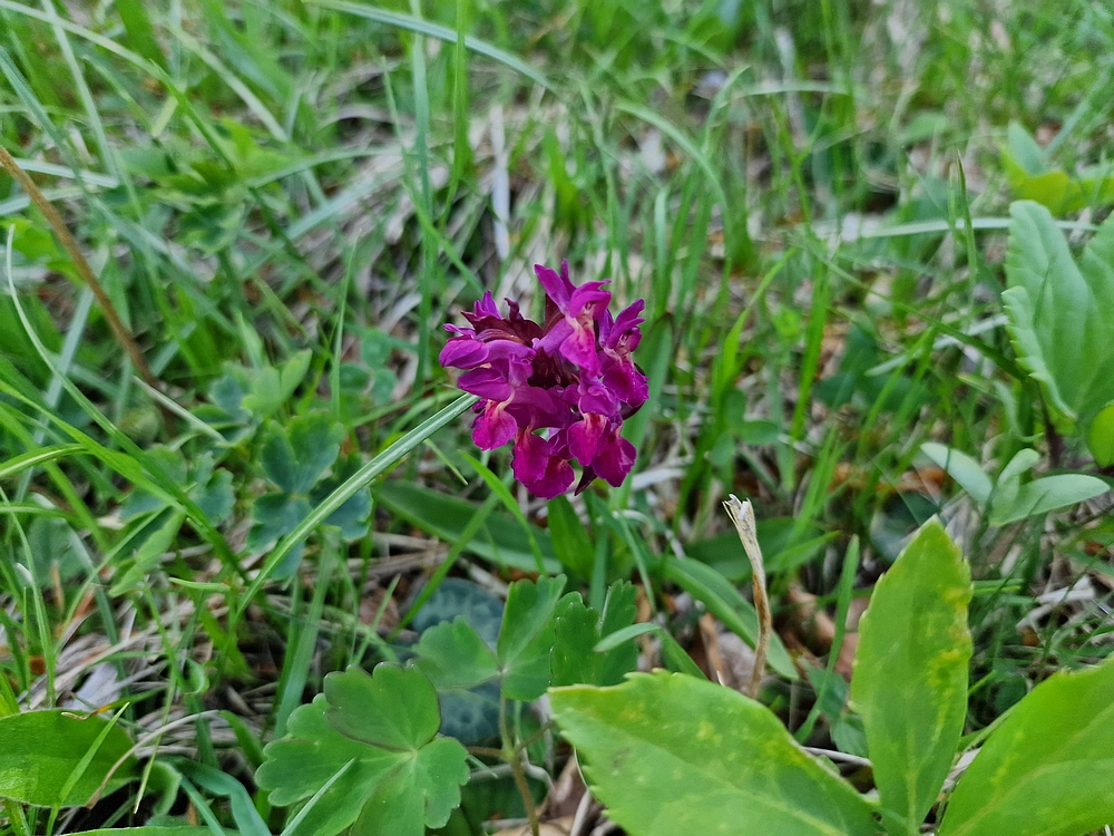 Slika je vidna v Google Chromu.