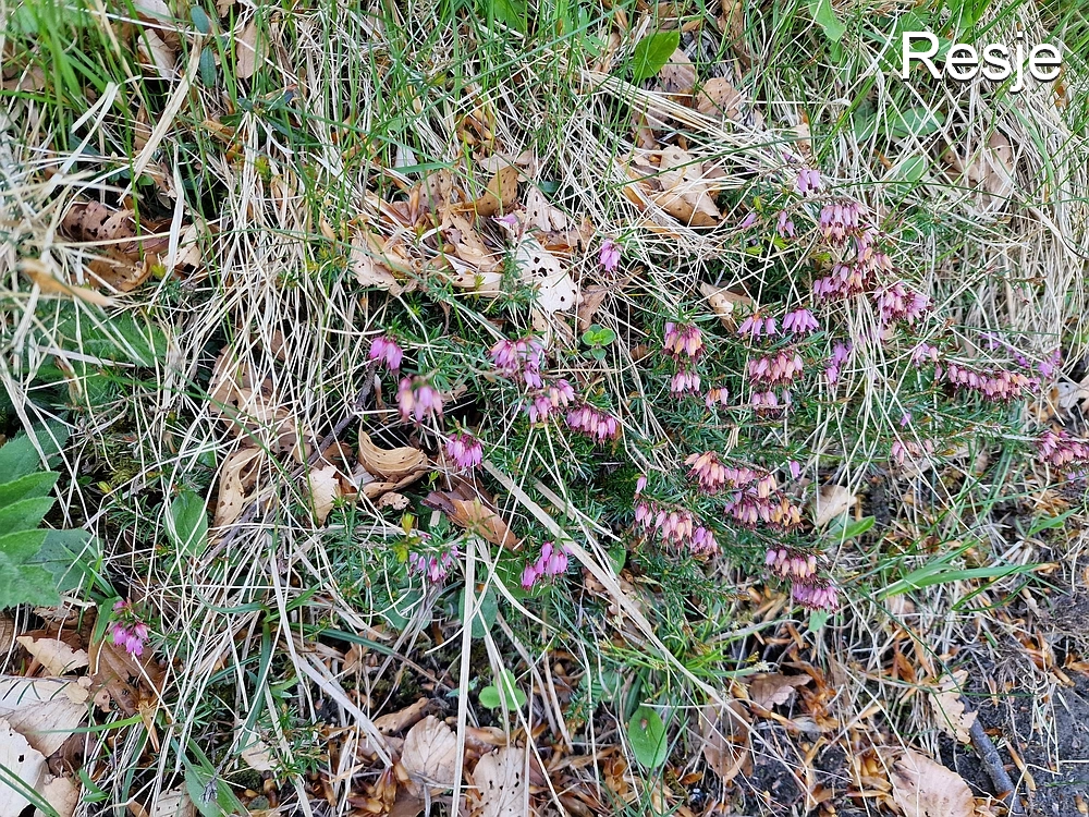 Slika je vidna v Google Chromu.