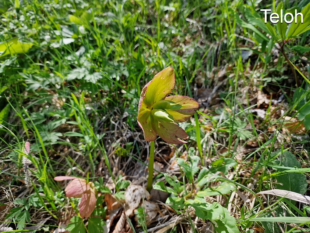 Slika je vidna v Google Chromu.