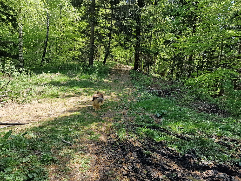 Slika je vidna v Google Chromu.