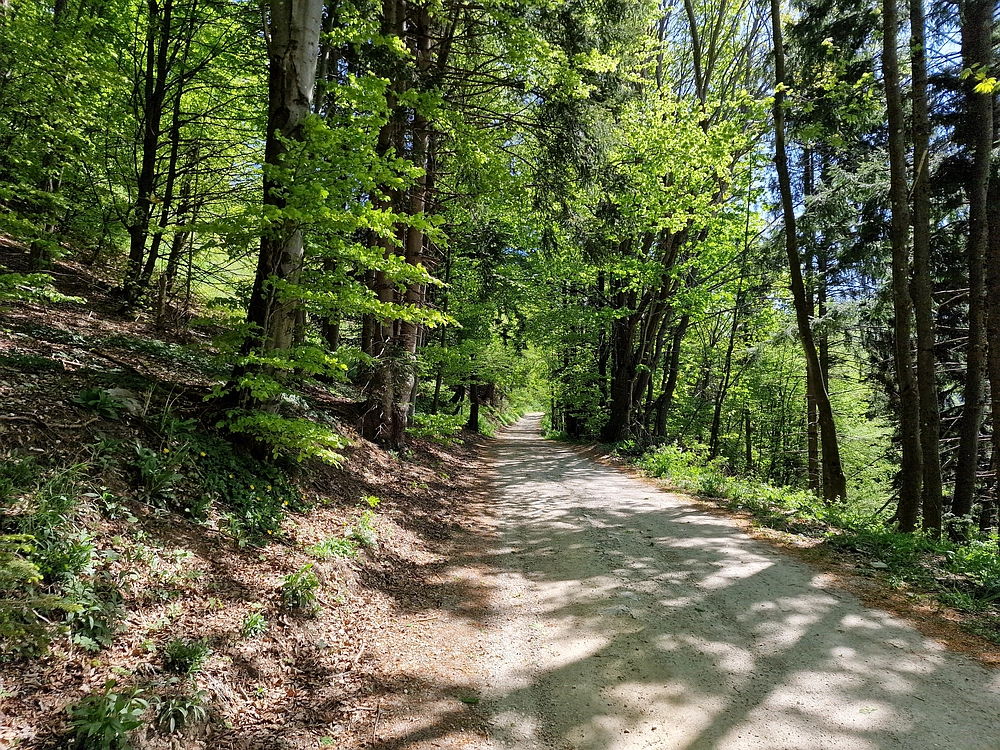 Slika je vidna v Google Chromu.