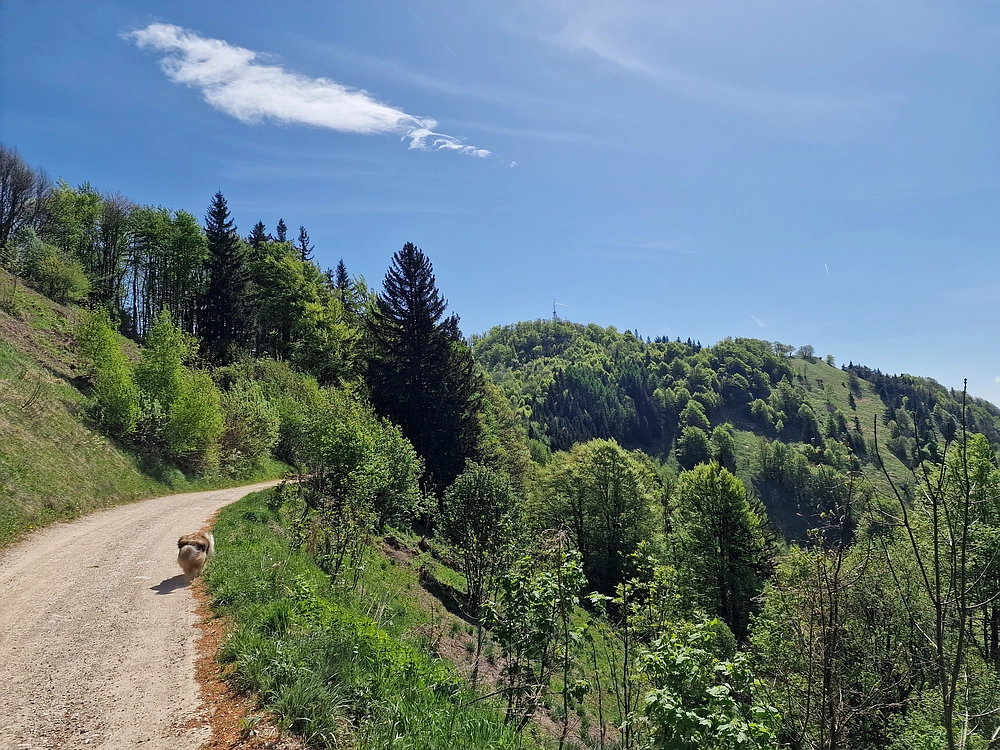 Slika je vidna v Google Chromu.