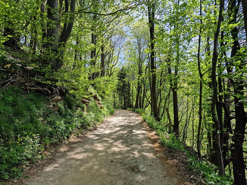 Slika je vidna v Google Chromu.