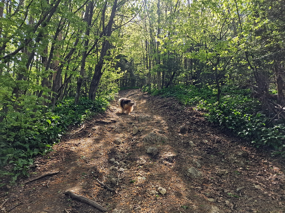 Slika je vidna v Google Chromu.