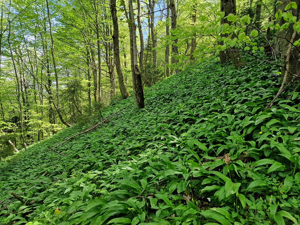 Slika je vidna v Google Chromu.