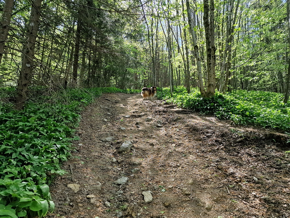 Slika je vidna v Google Chromu.