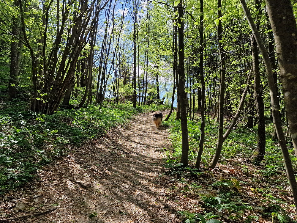 Slika je vidna v Google Chromu.