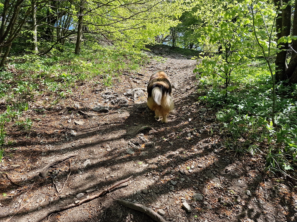 Slika je vidna v Google Chromu.